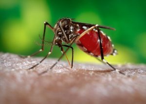 How To Stop Dengue From Spreading Across The Globe